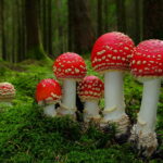 Entheogens