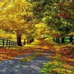 Love in the Time of Autumn