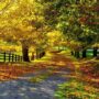 Love in the Time of Autumn
