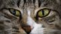 The Great Cat Photo Contest