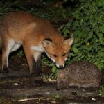 The Hedgehog and the Fox