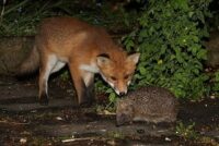 The Hedgehog and the Fox The Hedgehog and the Fox