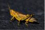 The Locust Conspiracy