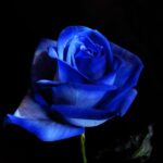 The Votary of the Blue Flower