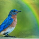 Principle of Manifestation